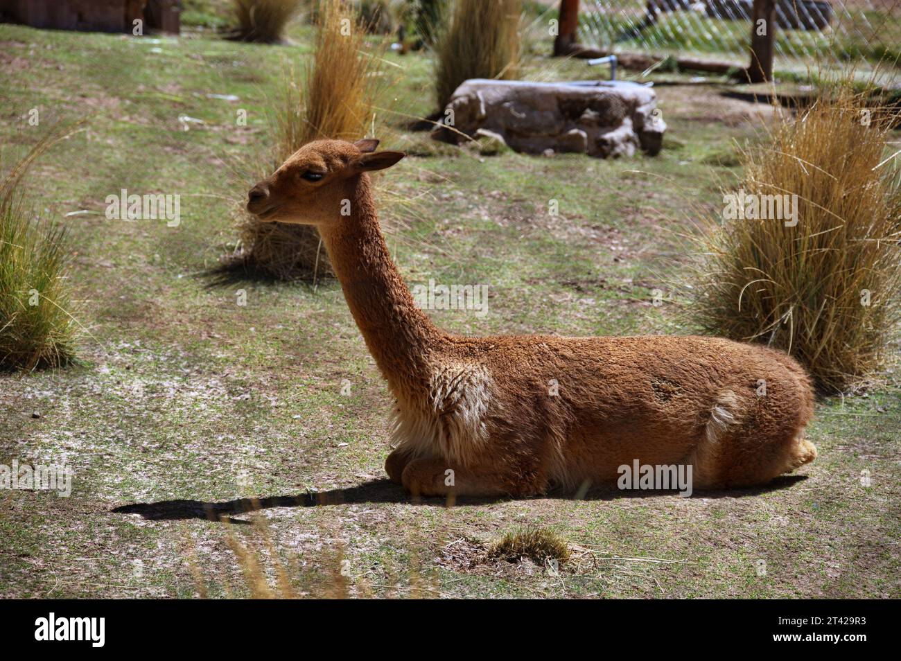 Portrait of vicuna lying in Zoo, Peru Stock Photo