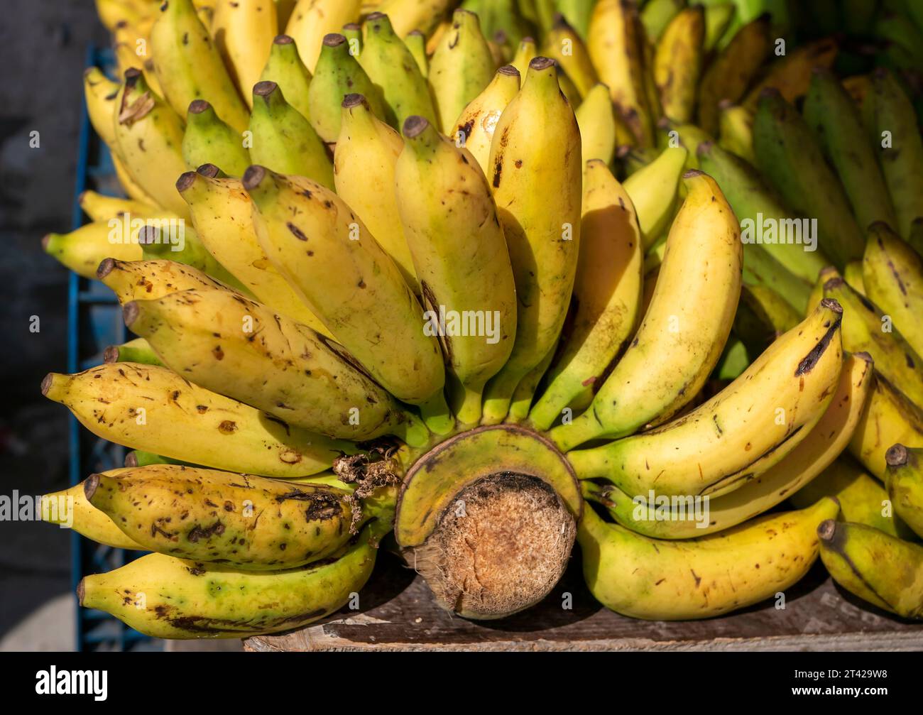 Fresh bananas on traditional market in Yogyakarta, Indonesia Stock ...