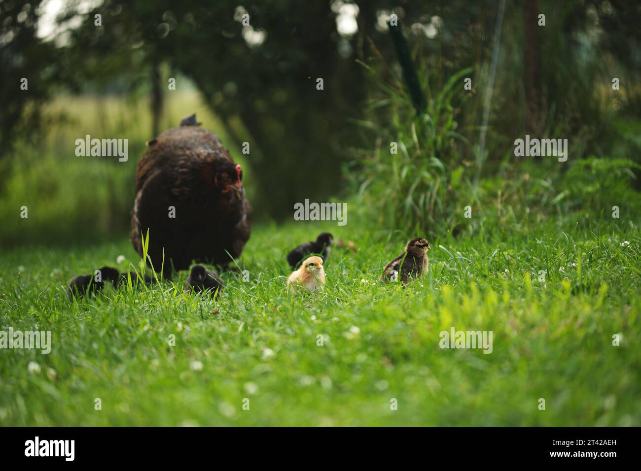 A group of ducks waddling across a lush grassy meadow, surrounded by
