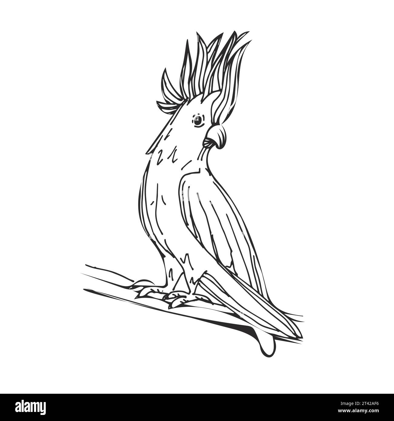 Zoo african fauna cockatoo bird parrot hand Vector Image Stock Vector