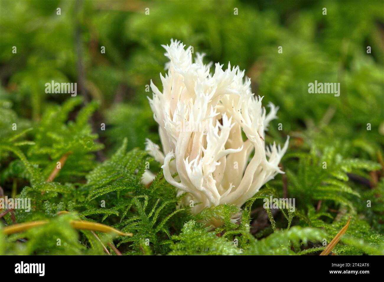 White Coral Fungus or Crested Coral Fungus (Clavulina cristata) growing in a bed of moss. British Columbia, Canada. Stock Photo