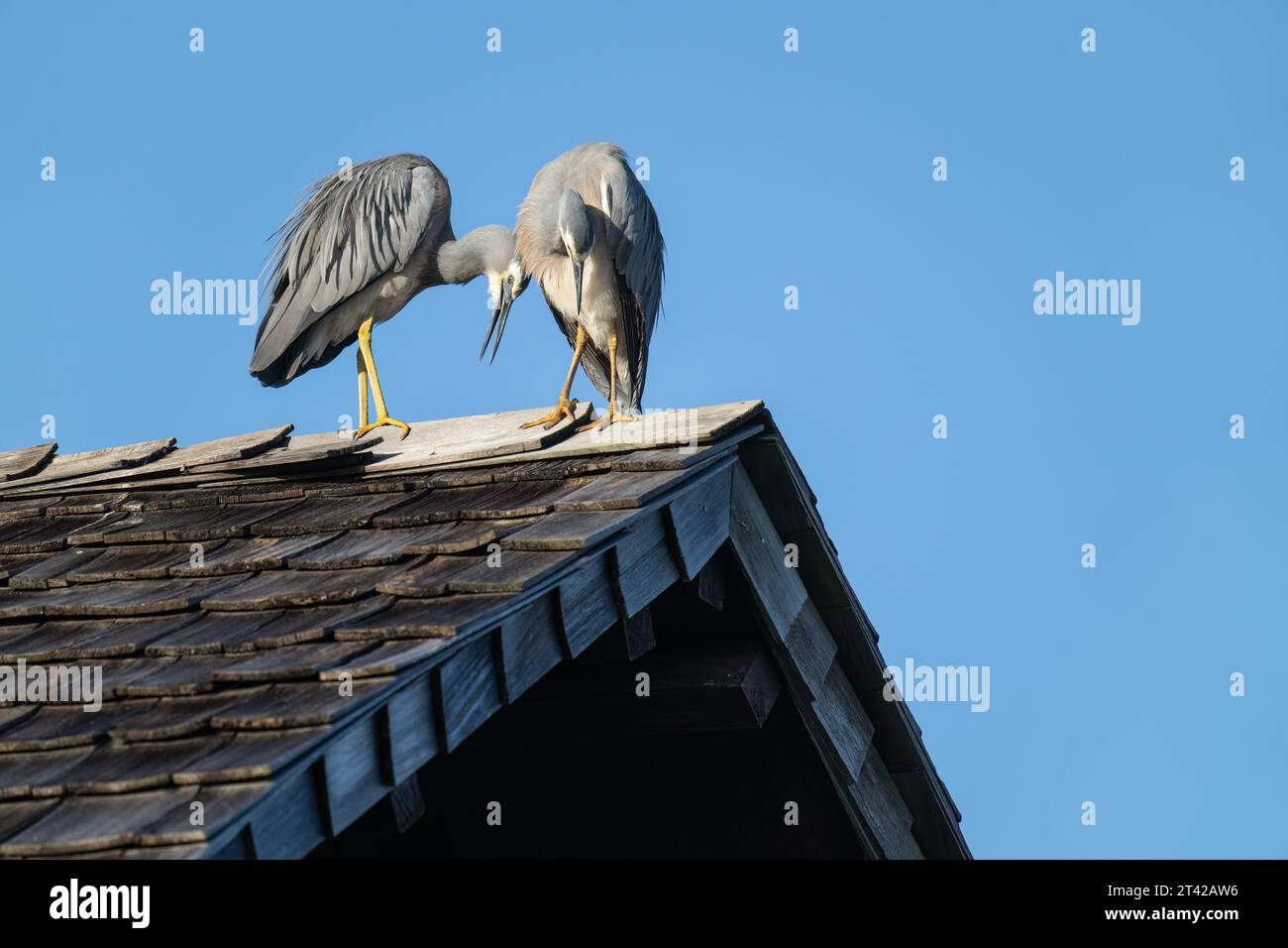 Bird interacting hi-res stock photography and images - Page 13 - Alamy