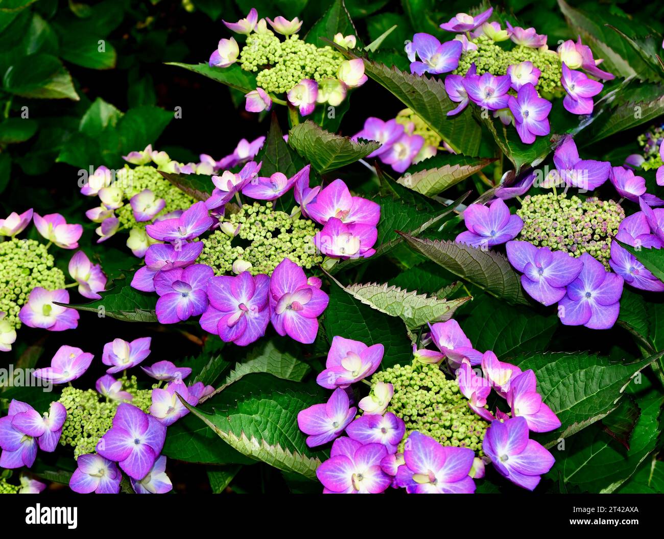 A closeup of Hydrangea 'Let's Dance Can Do' flowers in a garden Stock