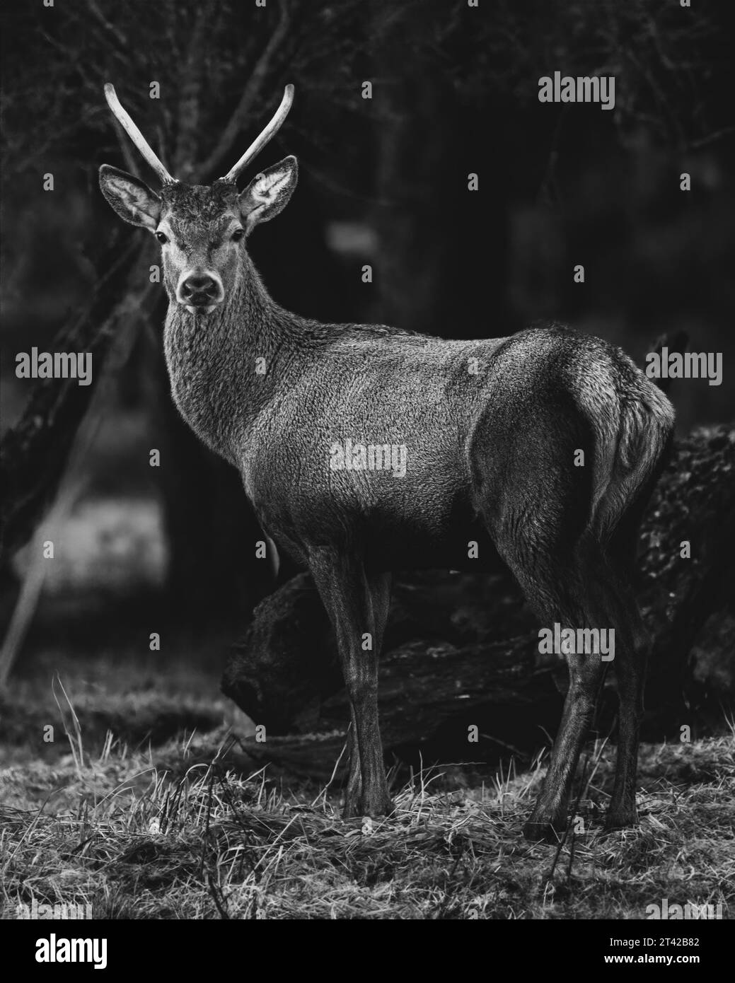 A black and white of a young elegant white-tailed deer in a dark forest Stock Photo
