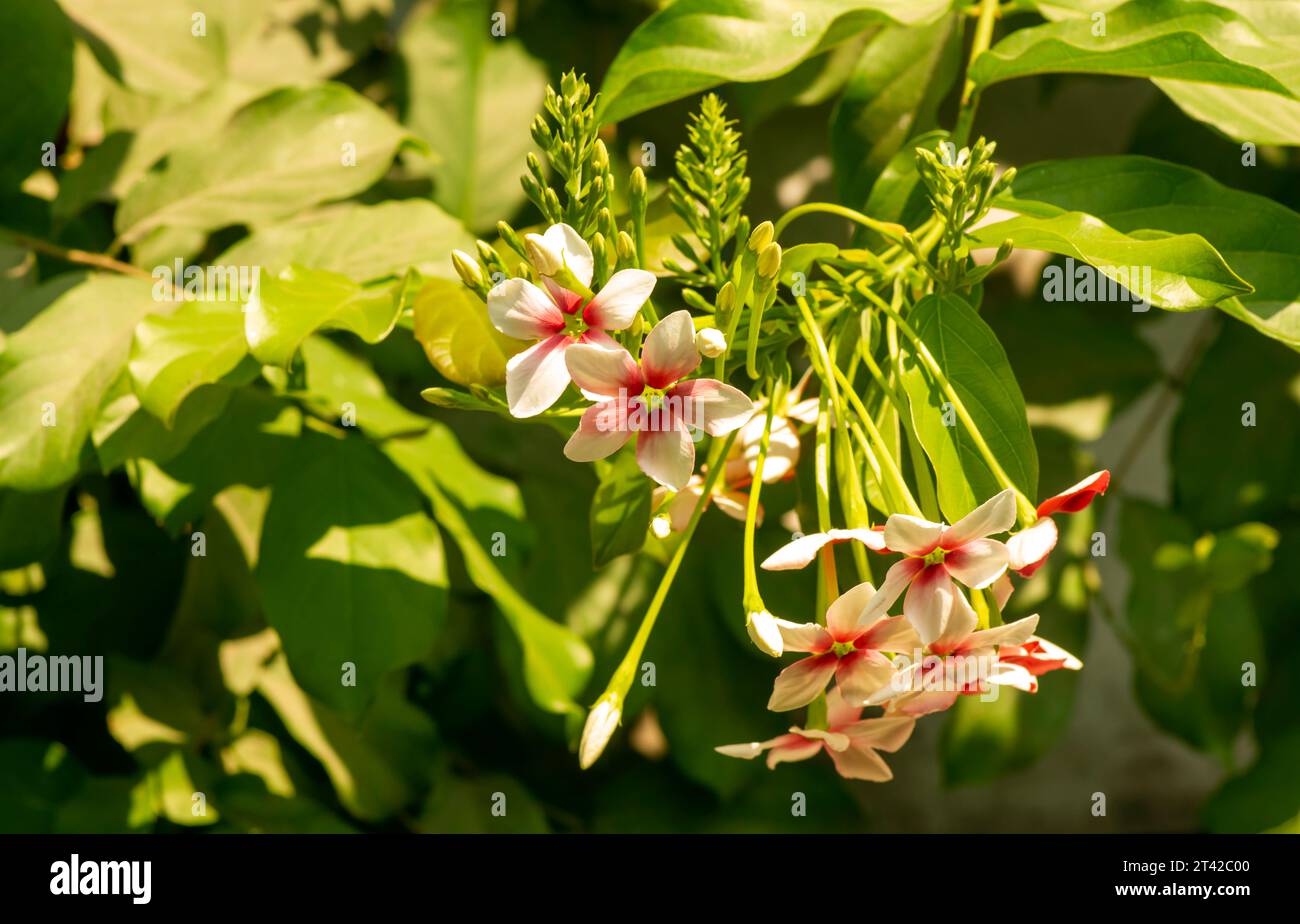 The red-pink Rangoon creeper flower (Combretum indicum), Chinese honey Suckle, in the garden. Stock Photo