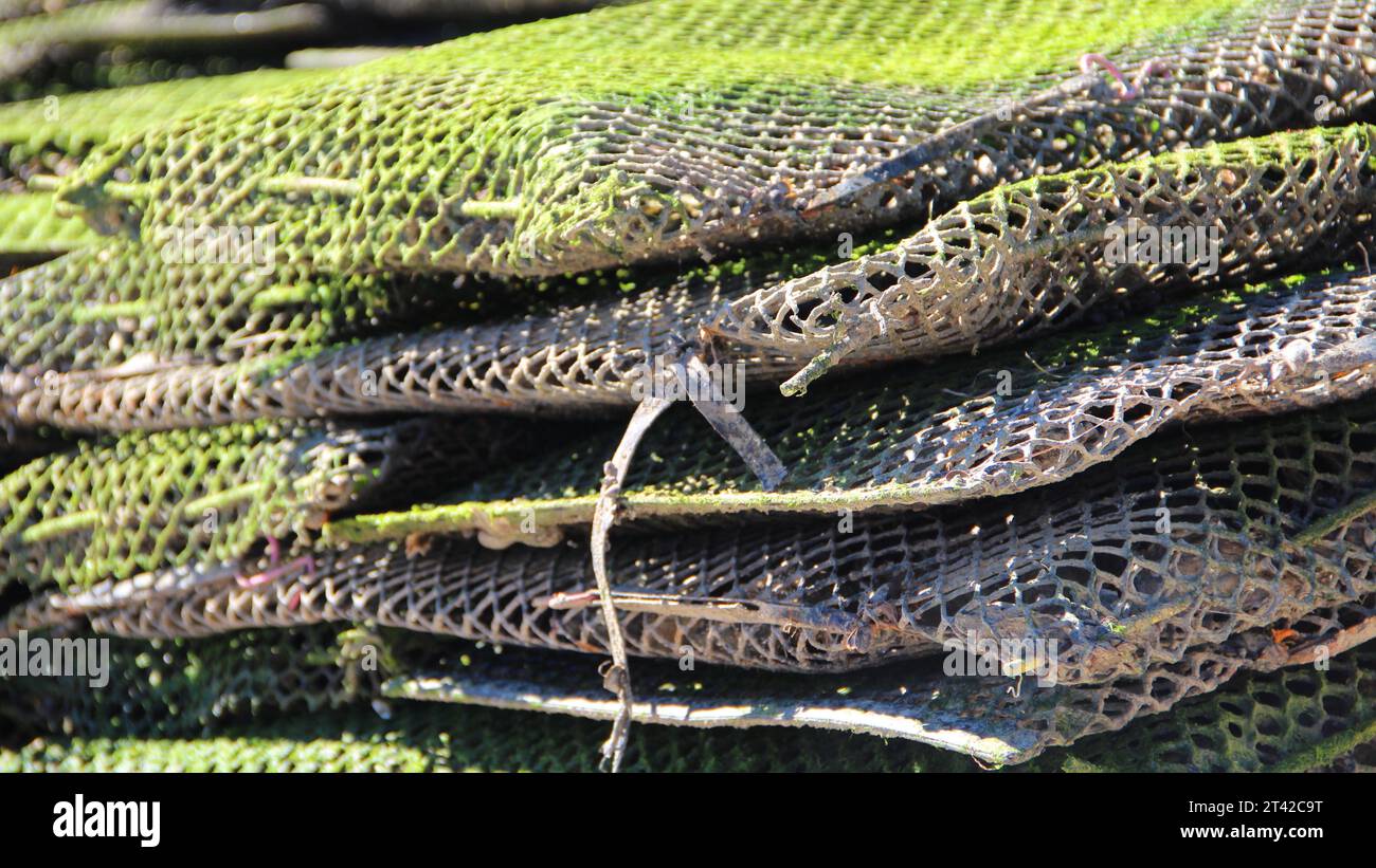 Small Fish Hanging on a Fishing Line on the Background of Blue Water Stock  Photo - Image of haul, lake: 201971526