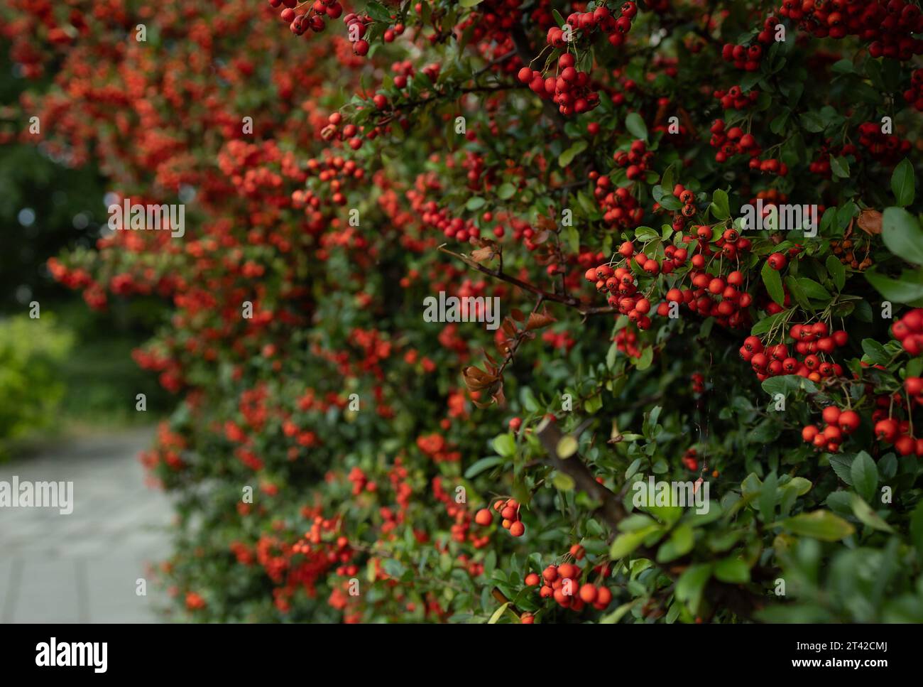 A vibrant Pyracantha angustifolia suspended from a lush green branch in a tranquil park setting Stock Photo