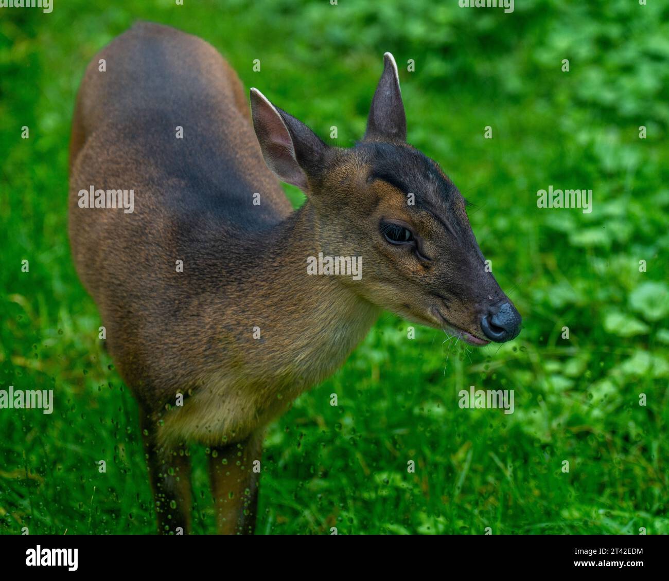 A whitetailed deer stands majestically atop a lush, green landscape of