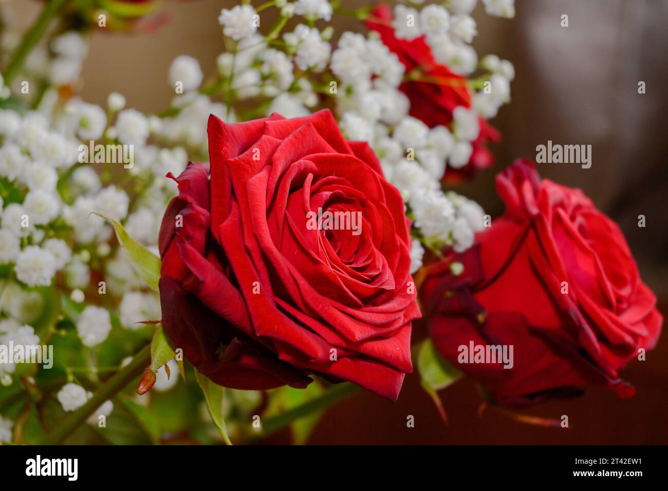 Lush red roses hi-res stock photography and images - Alamy
