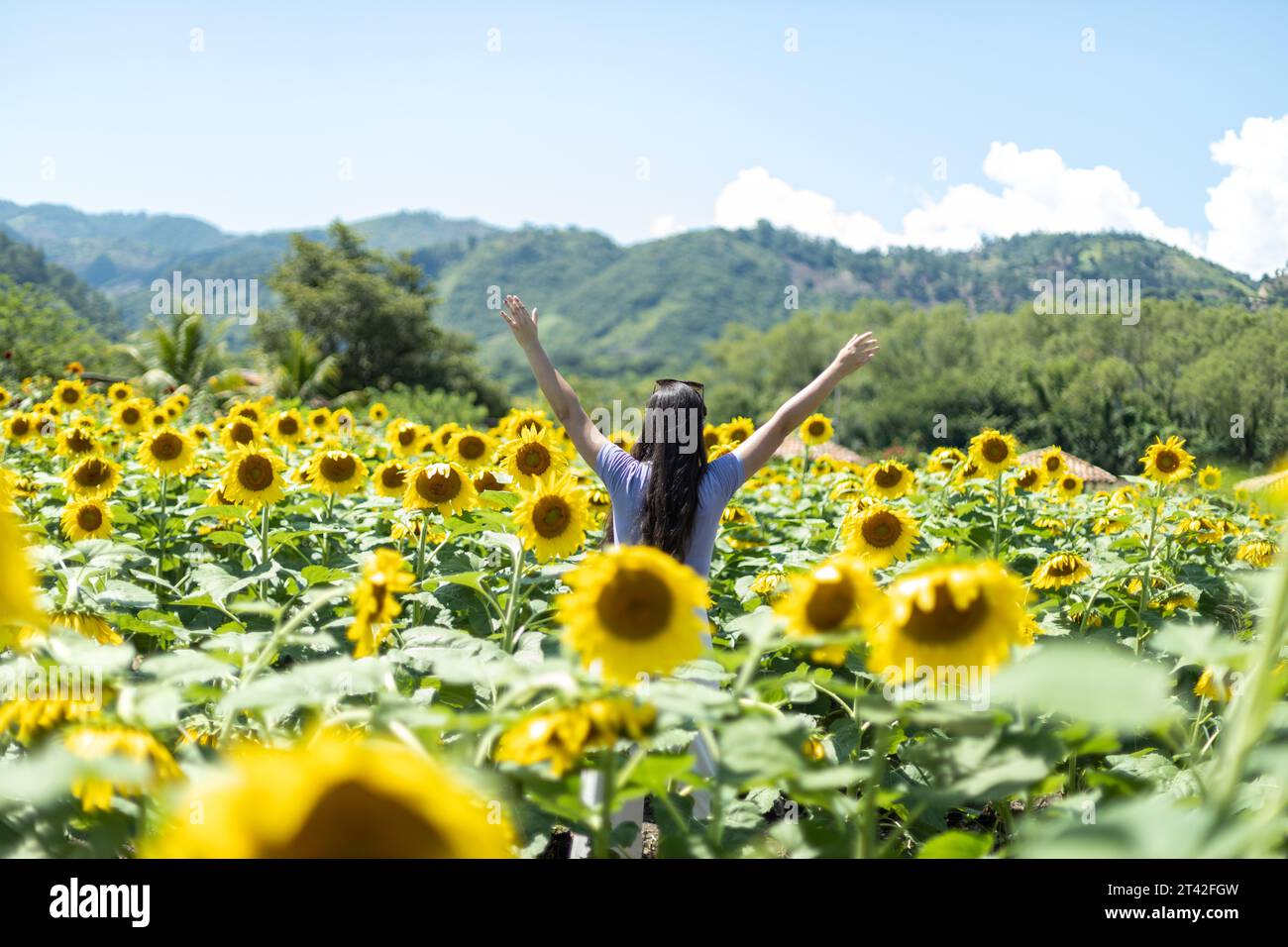 A young woman stands in a sunflower field with her arms outstretched ...