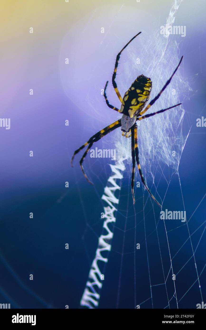 A Close-up shot of an orb weaver spider perched in its web Stock Photo ...