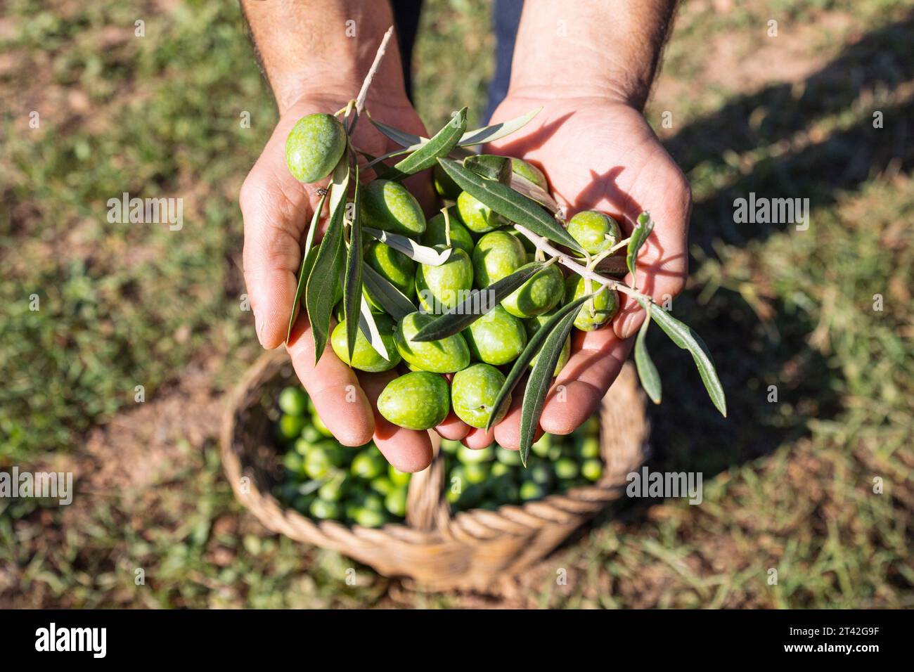 Fresh harvested olives in farmer's hands. Close up of hands Stock Photo
