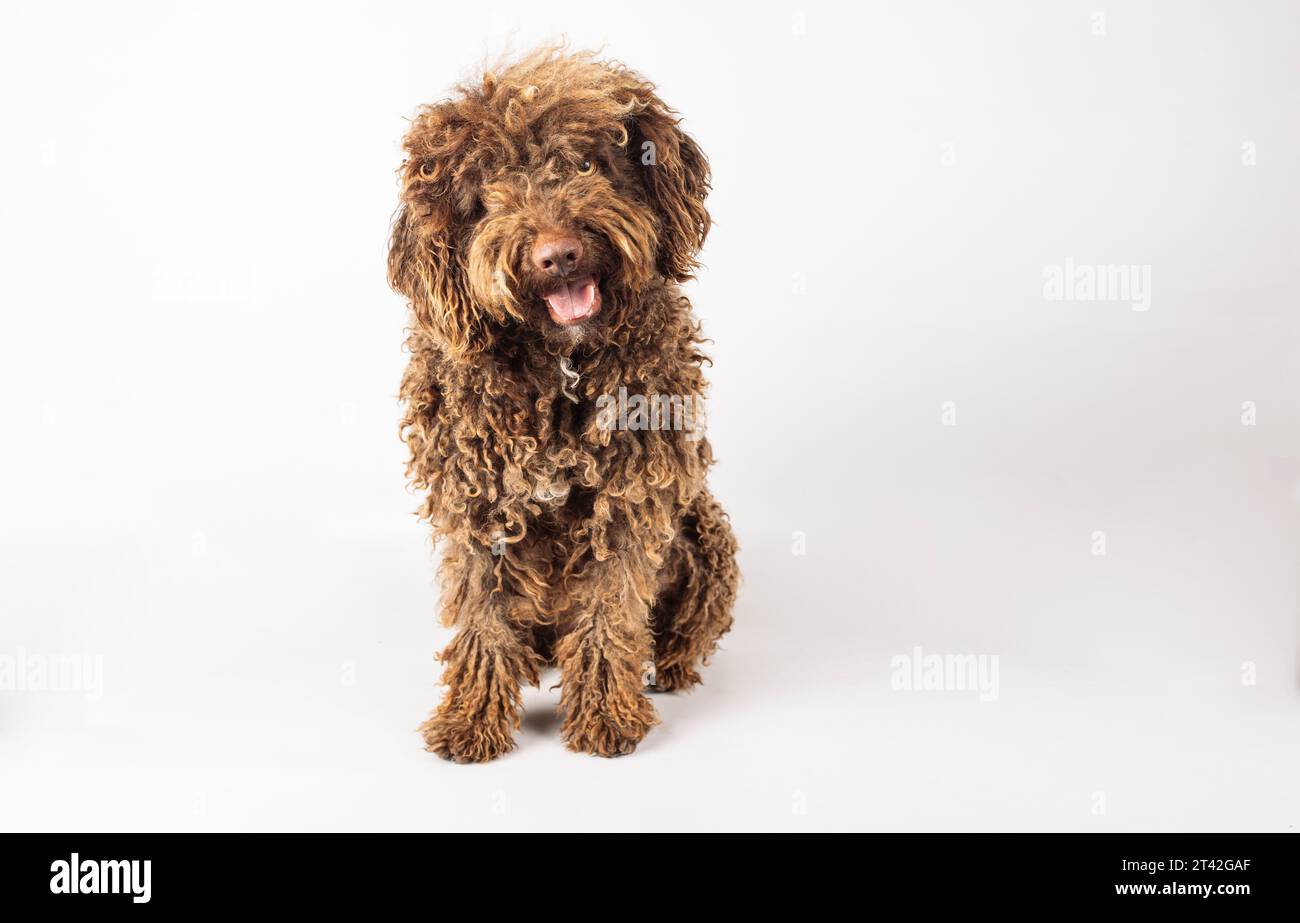 Stylish Turkish Andalusian dog with curly hair Stock Photo Alamy