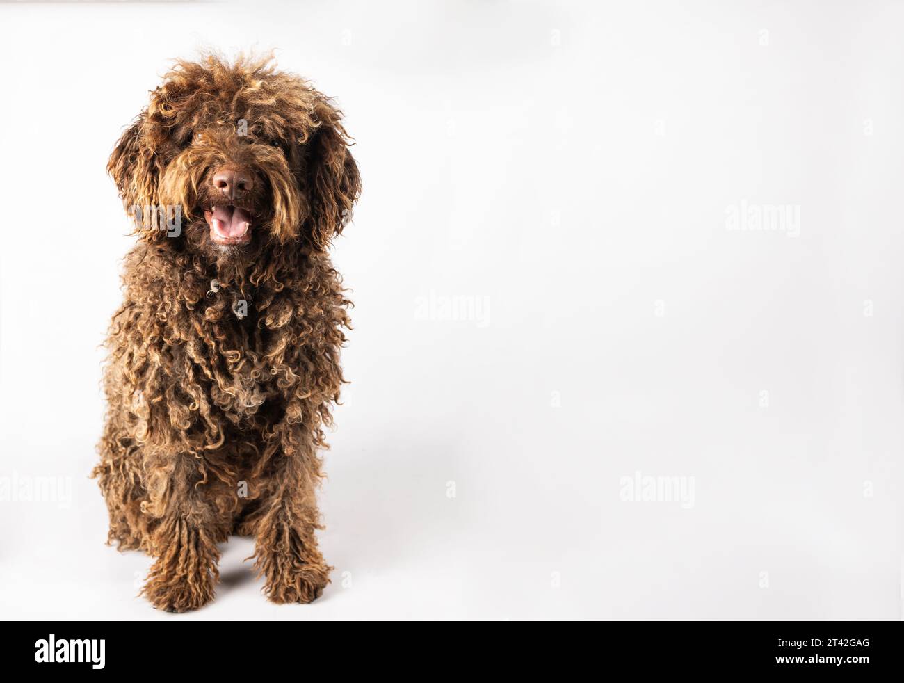 Andalusian Turkish dog with curly coat on white background Stock Photo