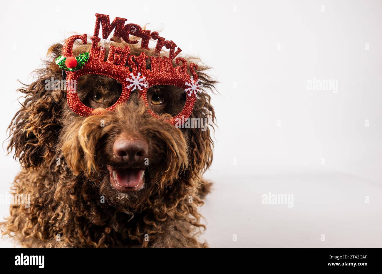 Adorable dog and christmas glasses on an isolated white background ...