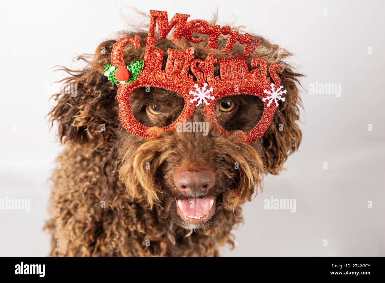 Adorable dog and christmas glasses on an isolated white background ...