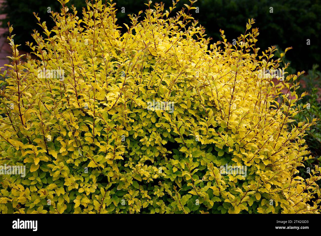 Closeup of the dense yellow glossy leaves of the perennial garden hedge shrub ligustrum undulatum lemon lime and clippers. Stock Photo