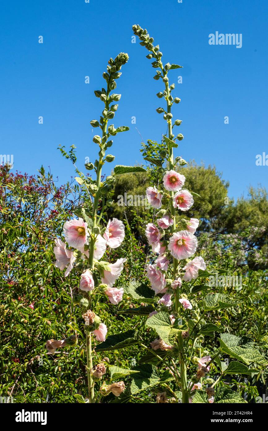 Tall stately blooms flowers hi-res stock photography and images - Alamy