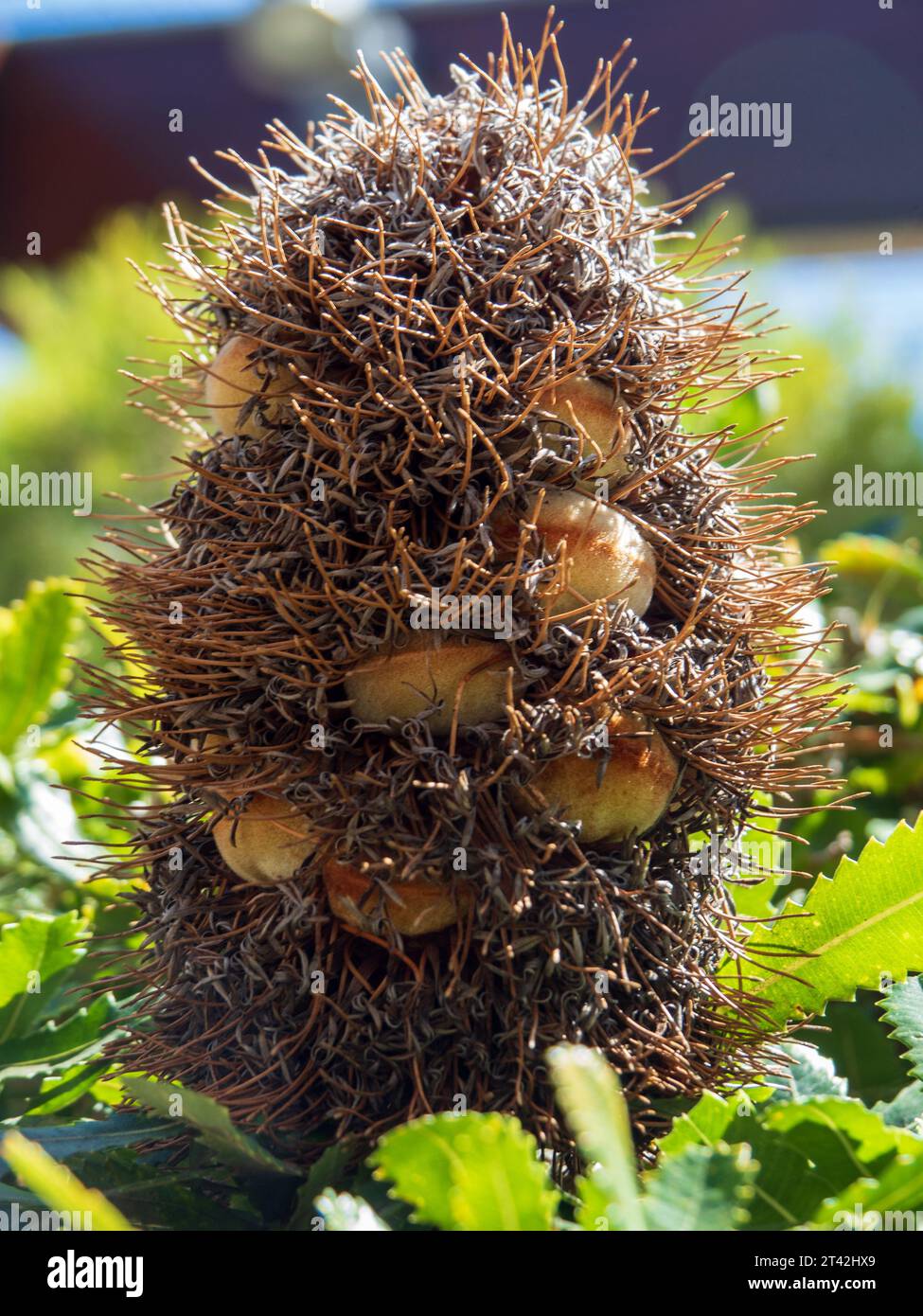 Dried out brown Banksia flower spikes with seed pods Stock Photo