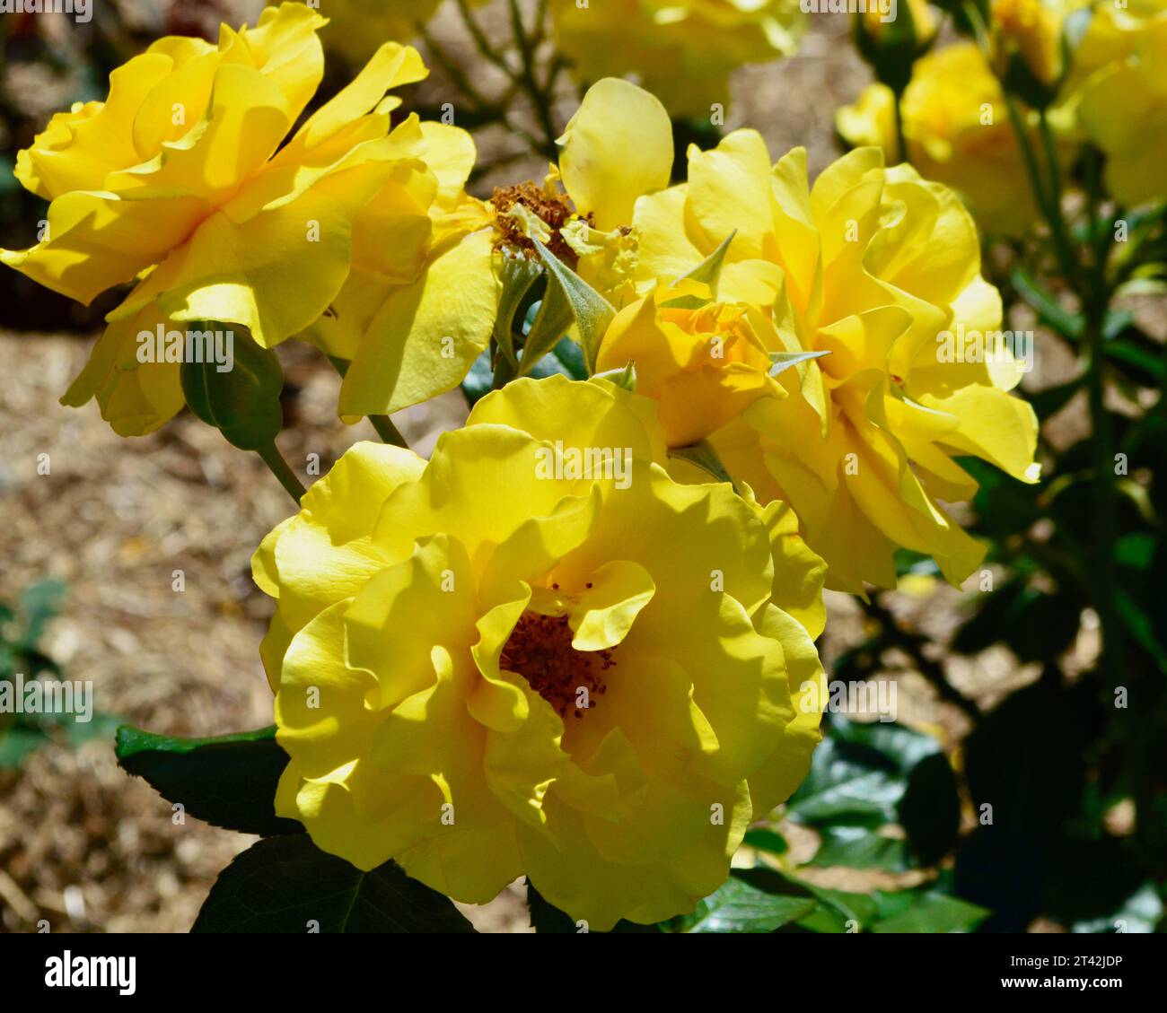 A bright yellow rose in a sunny garden Stock Photo