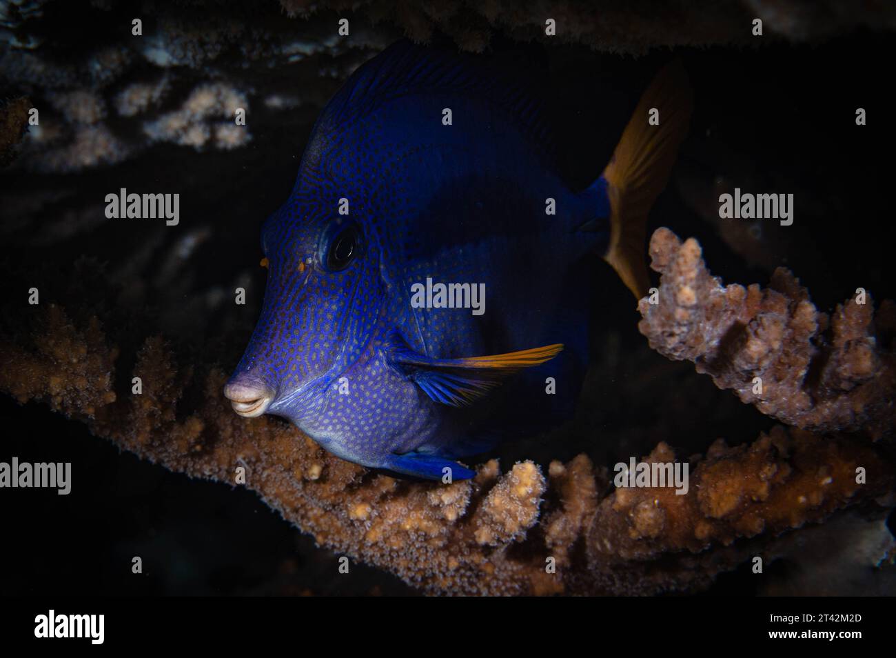 A close-up of a brightly-colored purple tang (Zebrasoma xanthurum) fish swimming under the sea Stock Photo