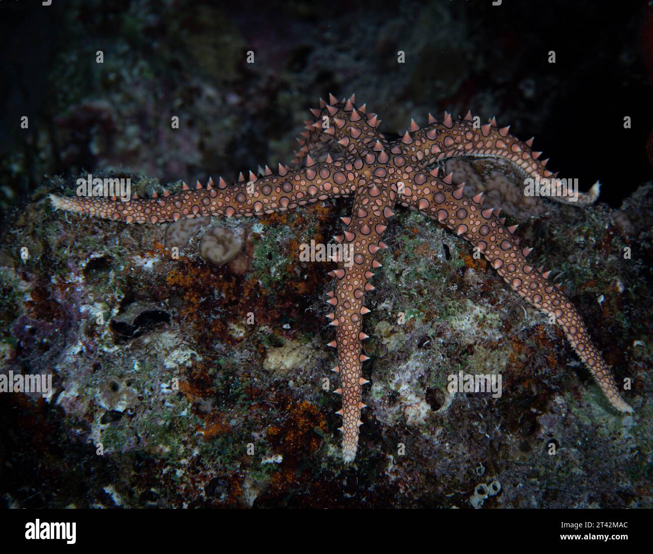 A vibrant  giant sea star (Pisaster giganteus) atop a jagged rock in a tranquil aquatic environment Stock Photo