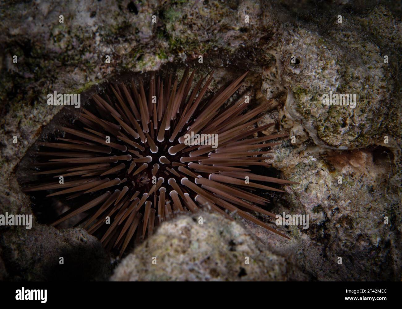 A burrowing urchin (Echinometra mathaei) on a rocky seabed in its natural habitat Stock Photo