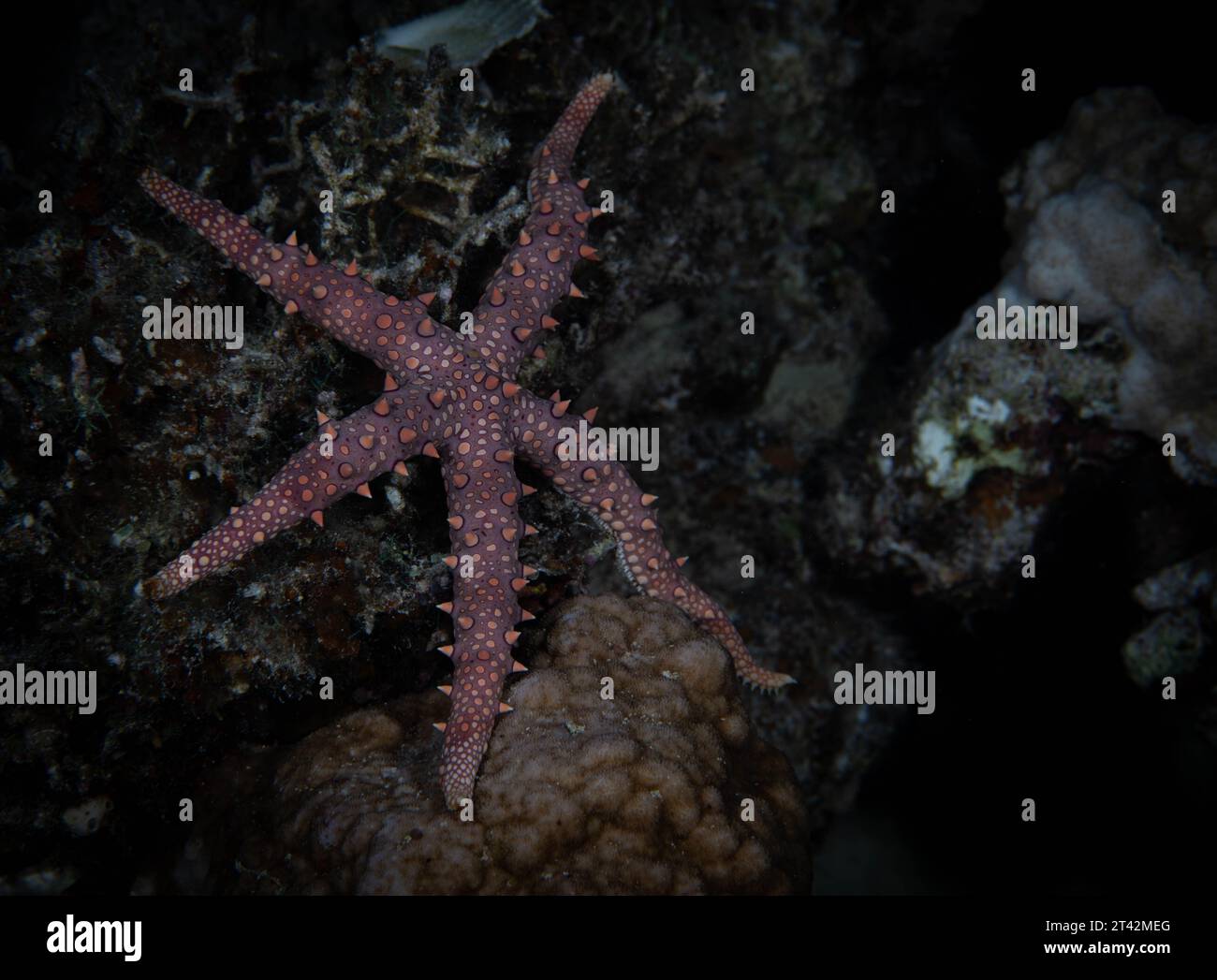 A vibrant  giant sea star (Pisaster giganteus) atop a jagged rock in a tranquil aquatic environment Stock Photo