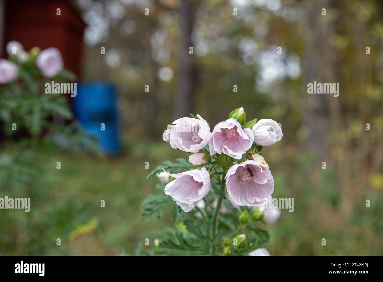 White mallow garden hi-res stock photography and images - Alamy
