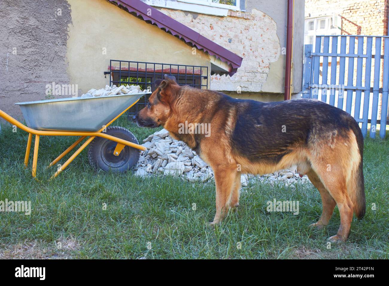 German shepherd guarding a building house in the yard Stock Photo Alamy