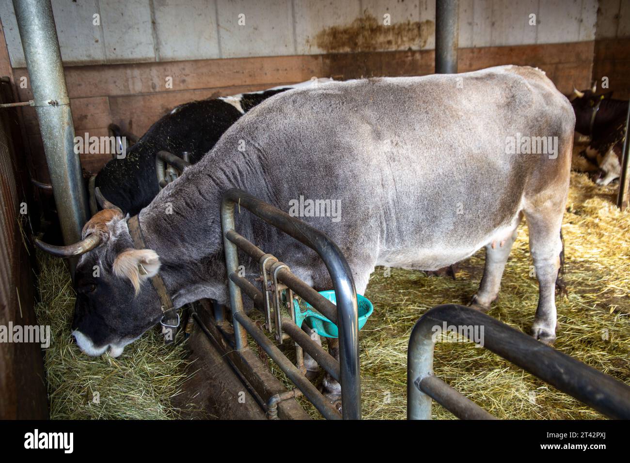 Dairy cows in the barn Stock Photo - Alamy