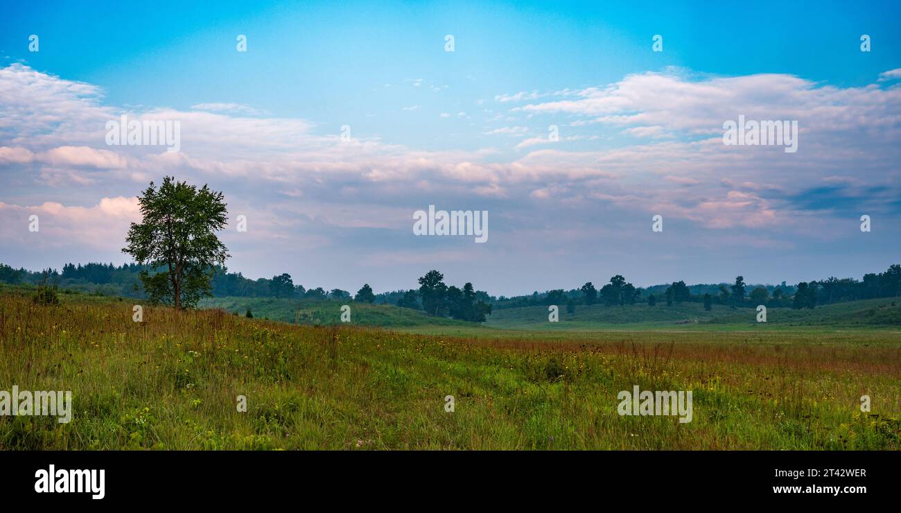 Oronoco Prairie Filled with Grass and Wildflowers in Summer Stock Photo