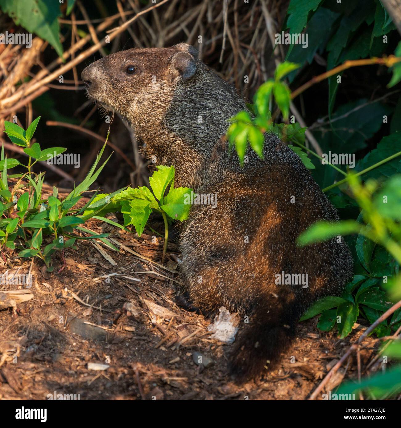 Woodchuck Taking Cover in Summer Foliage Stock Photo