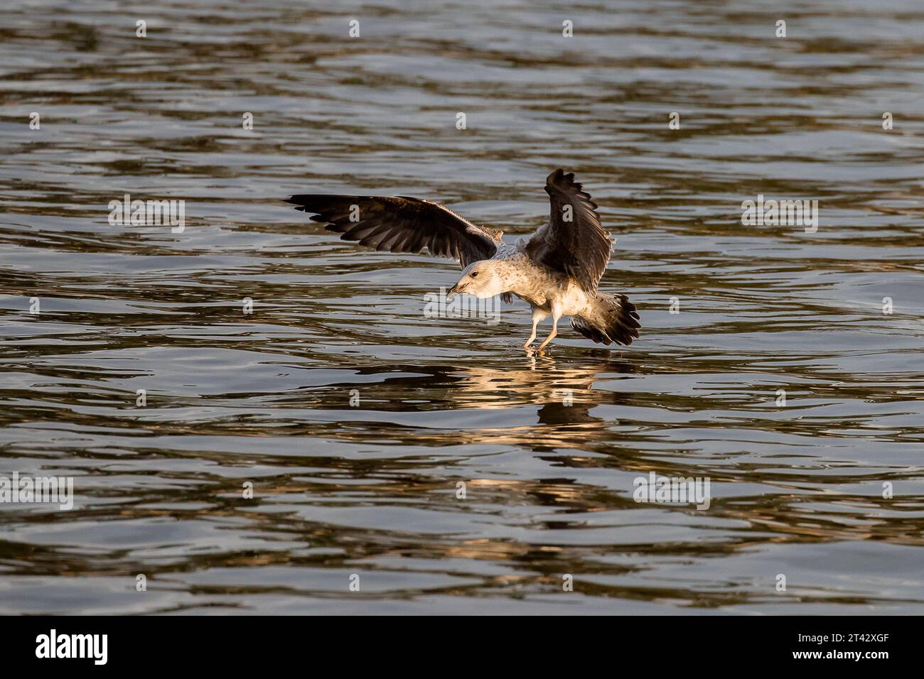 Fauna de campo hi-res stock photography and images - Alamy