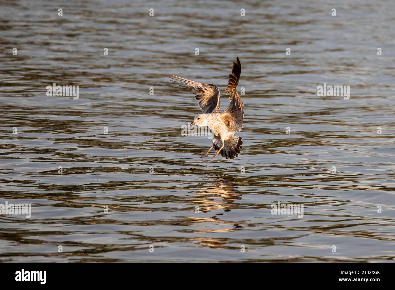 Fauna de campo hi-res stock photography and images - Alamy