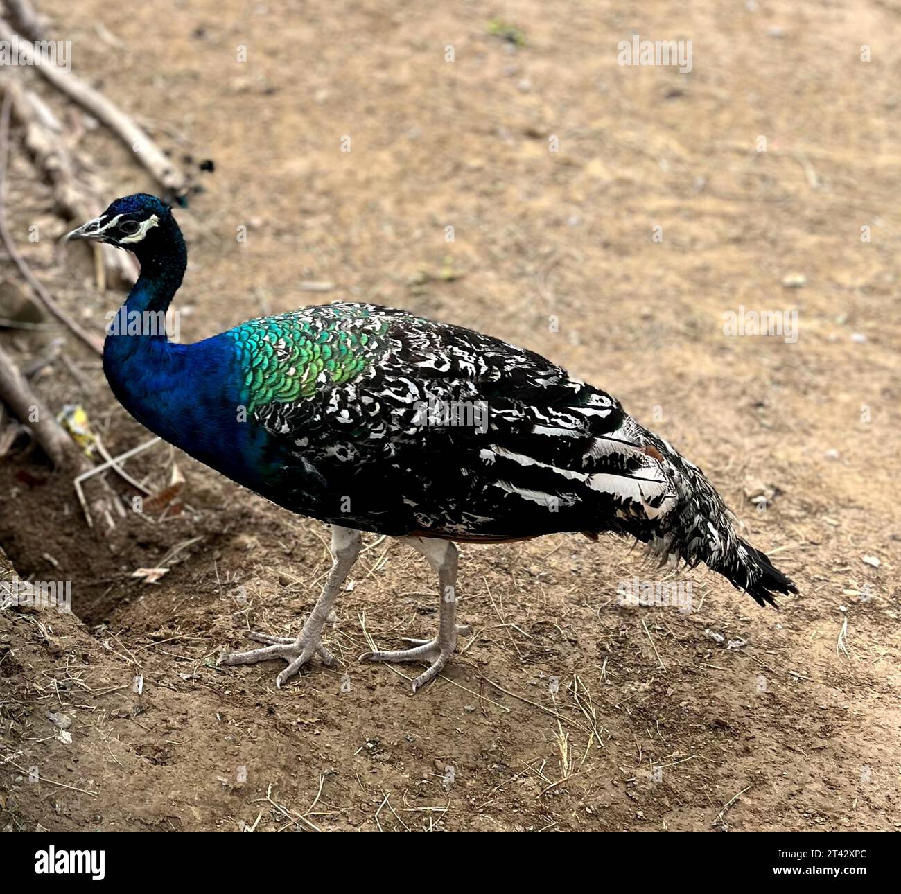 A majestic peacock struts across a sun-dappled dirt path on a warm summer day, framed by lush shrubbery and a fallen log Stock Photo