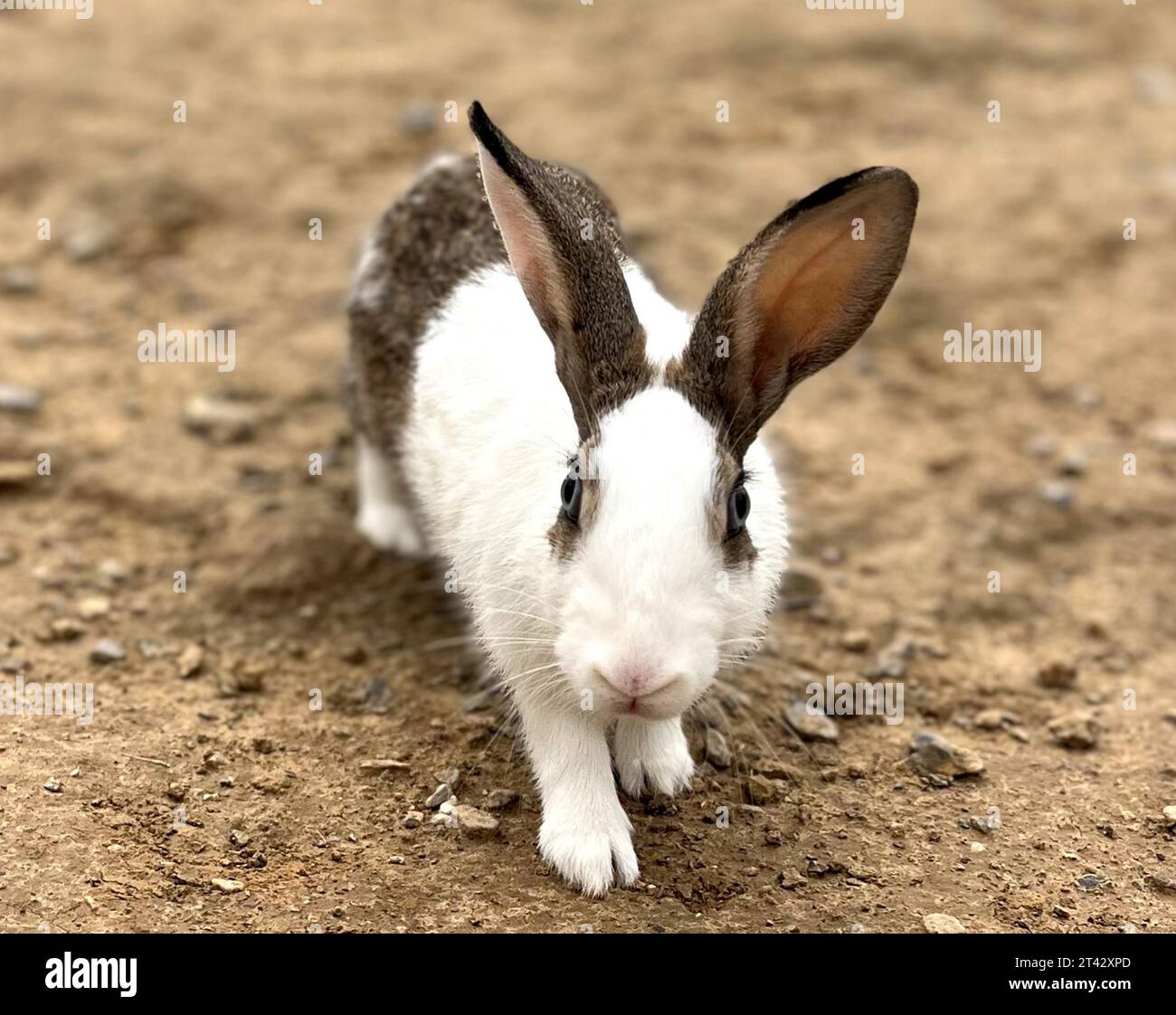 An adorable white rabbit resting in the dirt with a curious expression