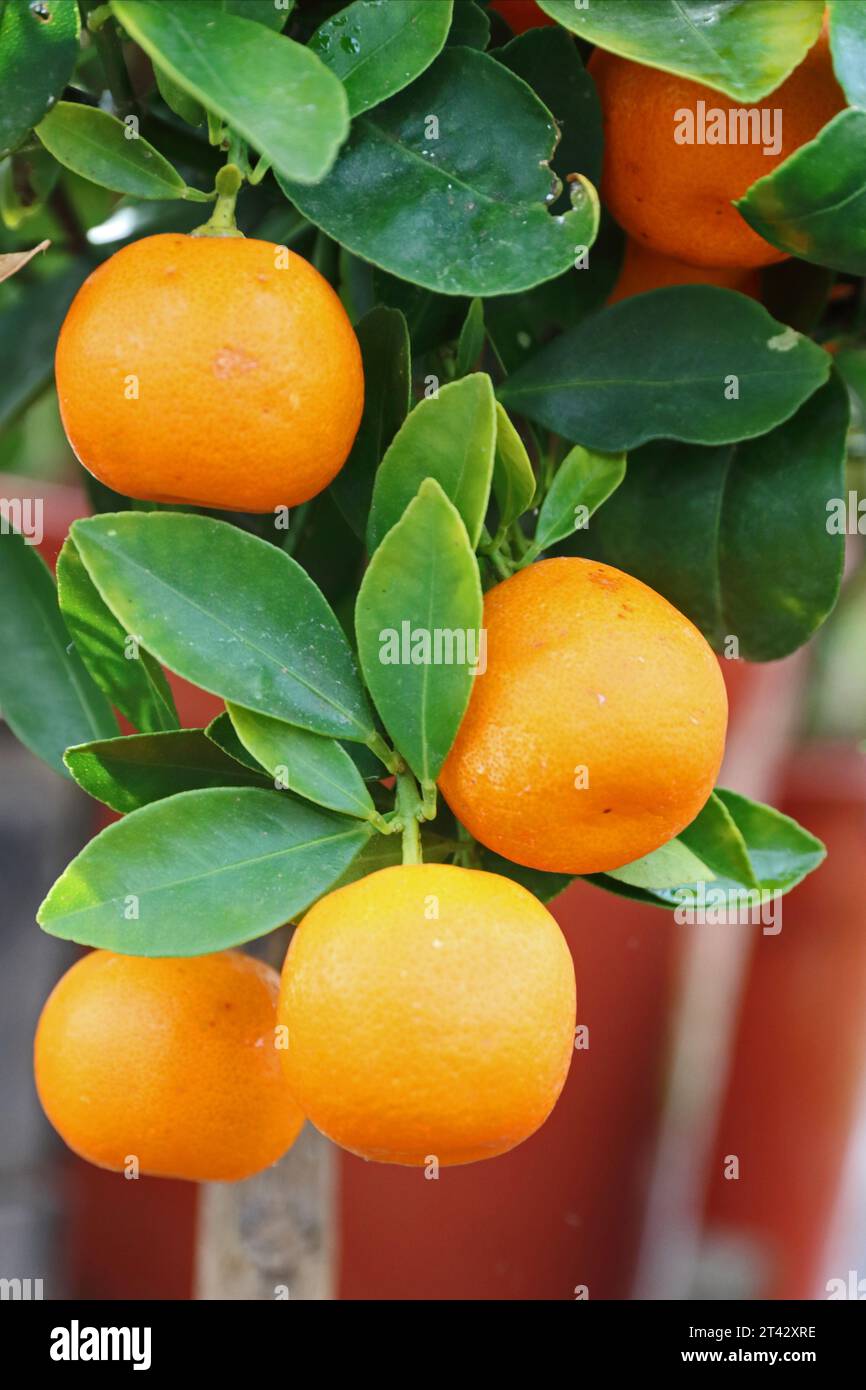 Fruit on Citrus Calamondin tree Stock Photo