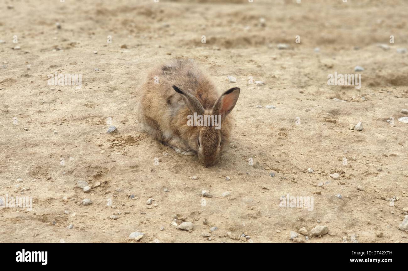 A brown and white rabbit sits in a sandy environment, its head turned ...