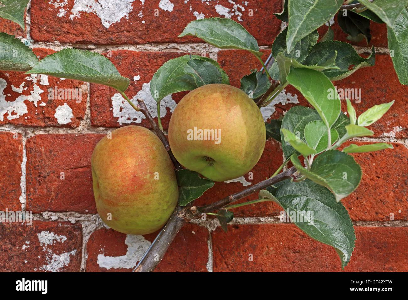 Apple, Malus Domestica 'Orleans Reinette' Stock Photo