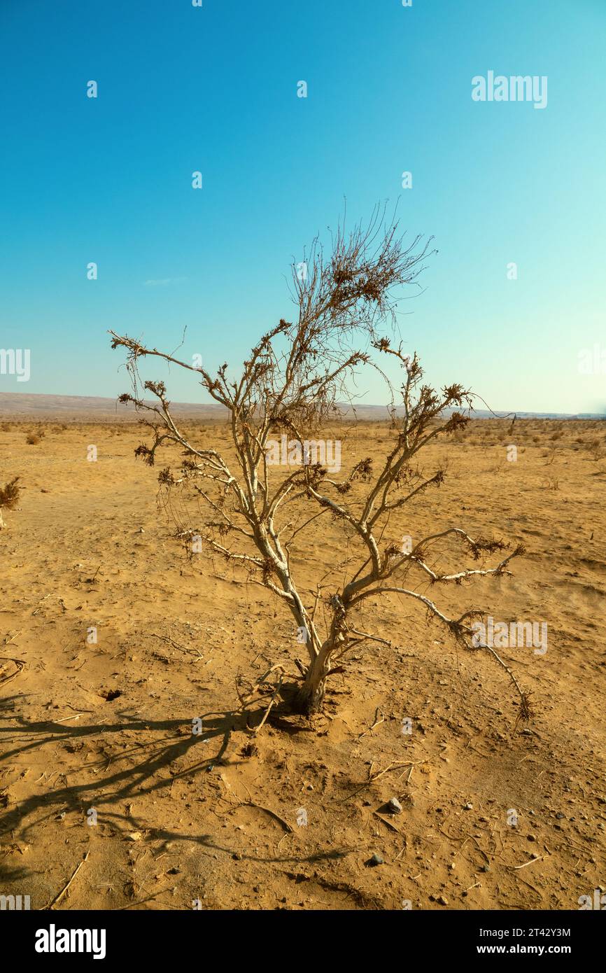 Deserts of central Iran (Iranian plateau) at winter. Deshte-Kevir - saline desert. Plot of sandy-clay desert with sparse tamarisk-saxaul forest. White Stock Photo