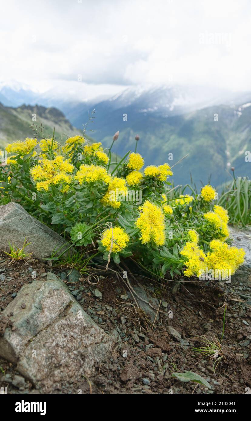 Aaron's rod or Golden root (Rhodiola rosea) developed plants with large roots - very strong medicinal properties. Altai mountains. Spectacular medicin Stock Photo