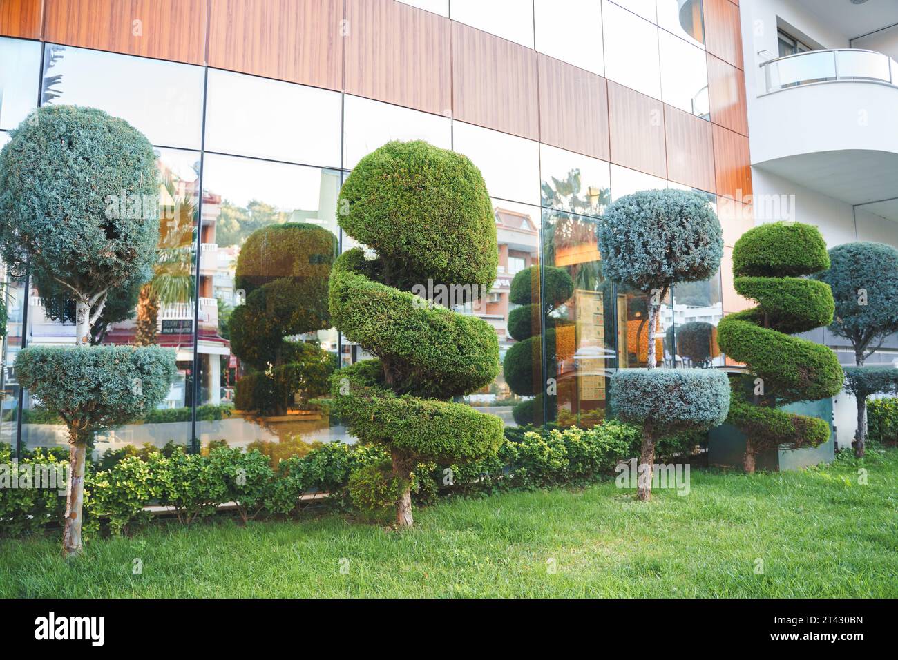 Stylish spiral trimmed, bushes, shrubs, coniferous evergreen trees
