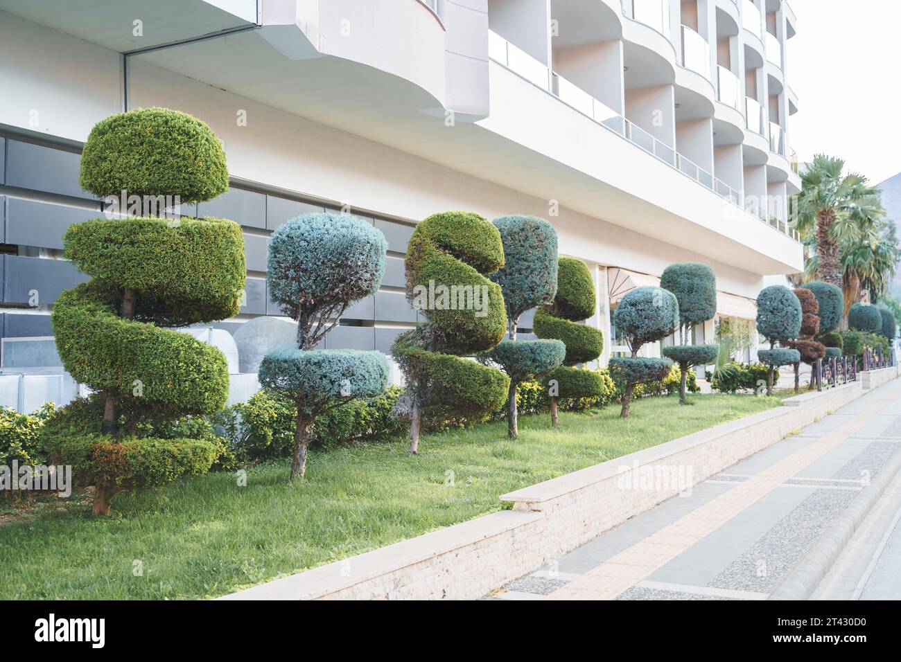 Stylish spiral trimmed, bushes, shrubs, coniferous evergreen trees