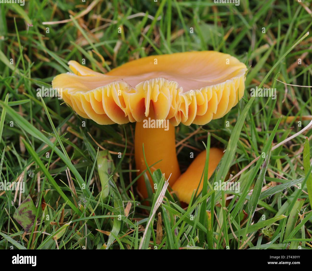 Hygrocybe Quieta -  Oily Waxcap Mushroom - Macro Stock Photo
