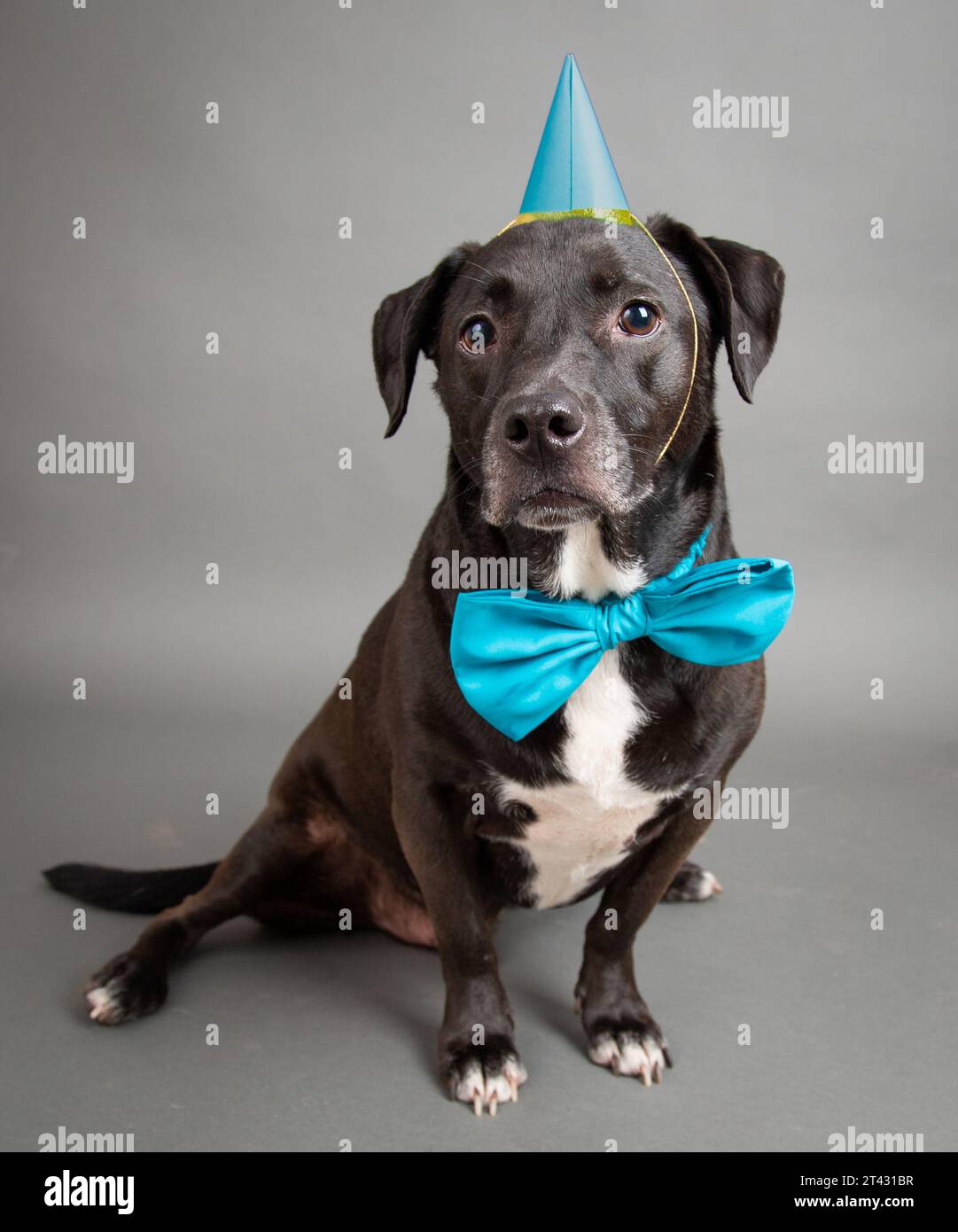Portrait of a bull terrier mix dog wearing a matching blue party hat and bow tie Stock Photo