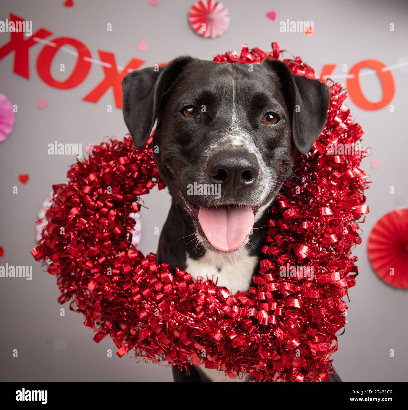 Portrait of a pit bull mix dog sitting in front of a festive banner Stock Photo