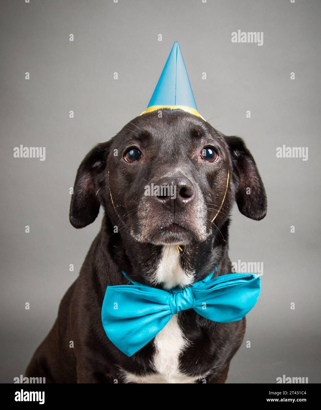 Portrait of a bull terrier mix dog wearing a matching blue party hat and bow tie Stock Photo