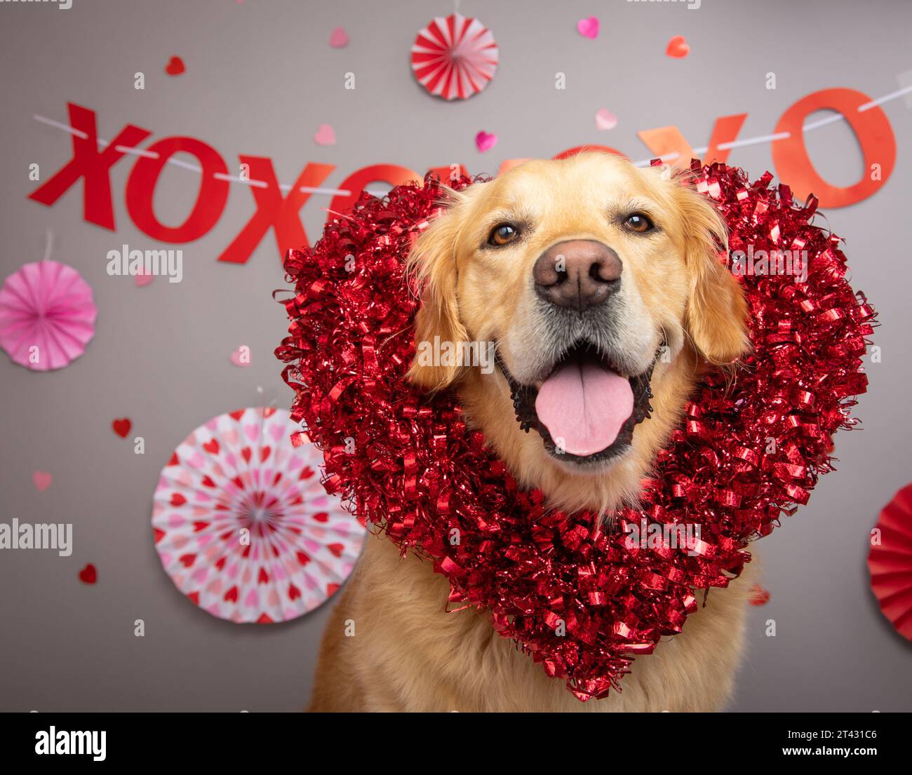 Portrait of a golden retriever sitting in front of a festive banner Stock Photo