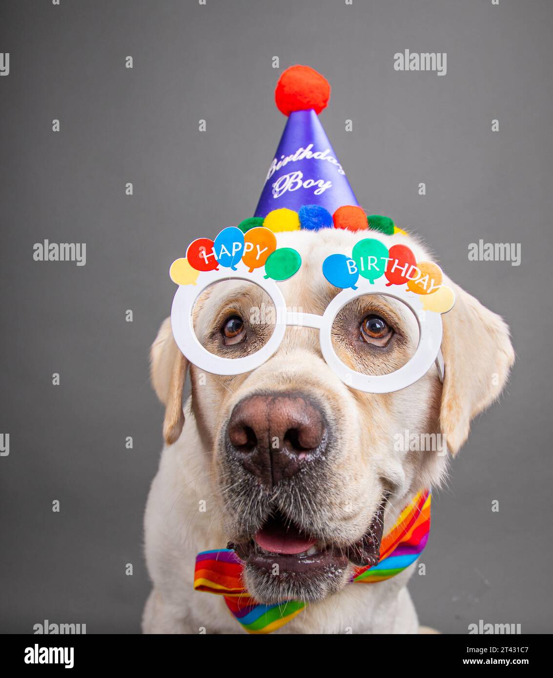 Portrait of an english labrador retriever dog wearing happy birthday novelty glasses and party hat with a bow tie Stock Photo